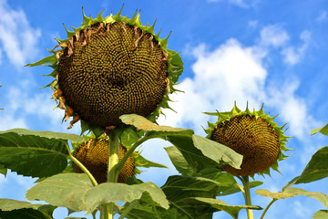 Ripe sunflower head bowed under the weight of ripe seeds. Sunflowers in a process of growth