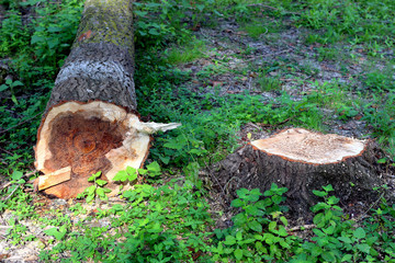 Felled poplar tree in the forest. Deforestation or global warming concept, environmental issue