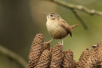 Cute little wren posing for the picture