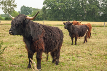 Schottische Hochlandrinder