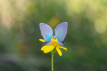 Lycaenidae / Karagözmavisi / / Glaucopsyche alexis