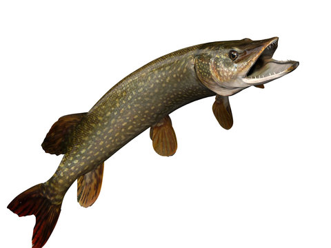 Freshwater pike fish pointing upwards 3d render image Stock Illustration