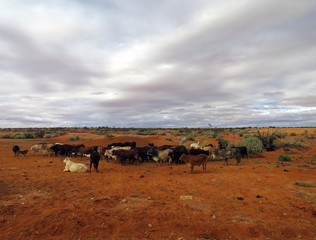 Fototapeta na wymiar Oodnadatta Track Cattle