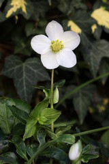 helleborus niger in white macro