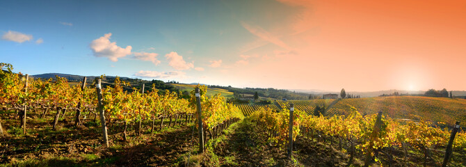 sunset on beautiful yellow rows of vineyards in Chianti region. Tuscany, Italy