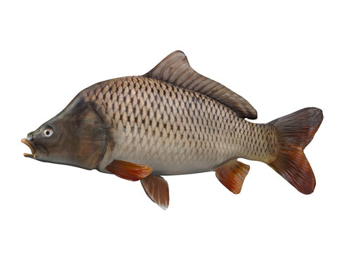 Side view of carp fishing 3d render