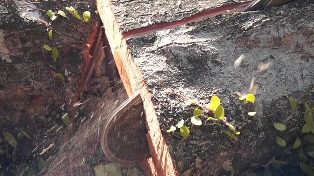 Man slice tree trunk with chainsaw to make lumber