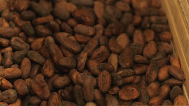 Closeup Of Cocoa Beans Poured From Above Into A Box Of Cocoa Beans In A Chocolate Shop