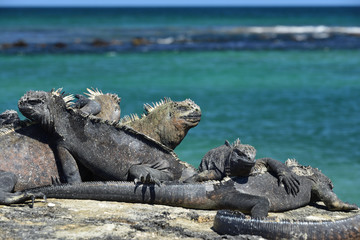 Galapagos marine iguanas