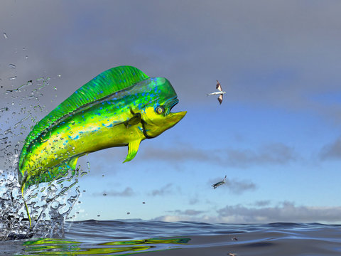 Mahi mahi dolphinfish  jumping to catch flying fished in ocean 3d render