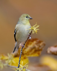 American Goldfinch (Spinus tristis) in winter plumage perched on a witch hazel branch