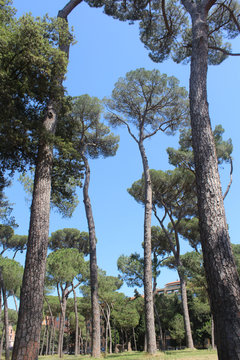 Umbrella pine trees, Pinus pinea, in the Villa Borghese park in Rome, Italy