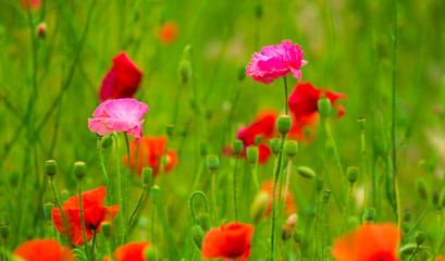 Naklejka na ściany i meble field of poppies
