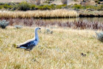 Male upland goose or Magellan goose in Laguna Nimez, El Calafate, Argentina