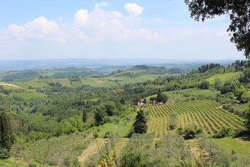 Fototapeta na wymiar Italian Tuscan landscape of rolling hills with vineyard and trees