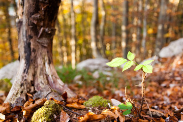Wild plant leaf close up, autumn background.