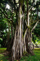 Banyan tree with big roots