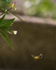 Hoverfly Flying