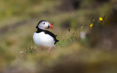 puffin