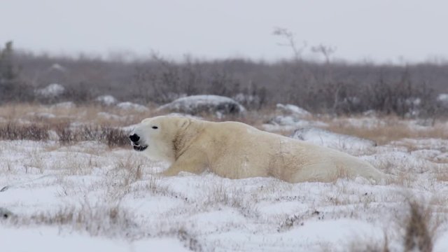 Polar bear lying on the snow Beautiful close shot of Polar bear lying on the snow