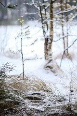 Зимние деревья