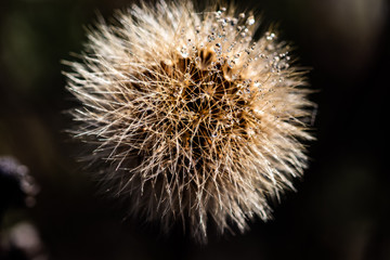 Dandelion with morning dew