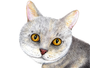 Portrait of a gray cat. Scottish cat. Watercolor illustration.
Portrait of a cat with amazing eyes. Illustration for design, decor.