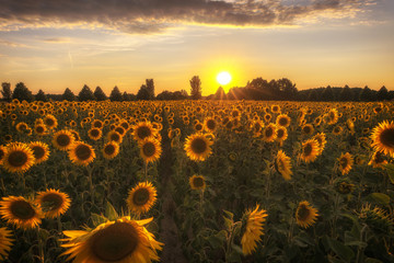 The sunflower (Helianthus annuus) is a species of the genus of sunflowers (Helianthus) in the daisy...