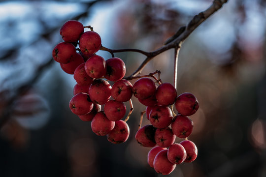 Rowan