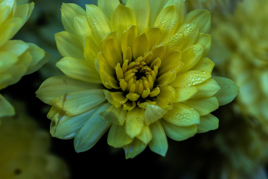 Yellow Flower with morning dew