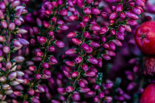 Pink flowerbuds