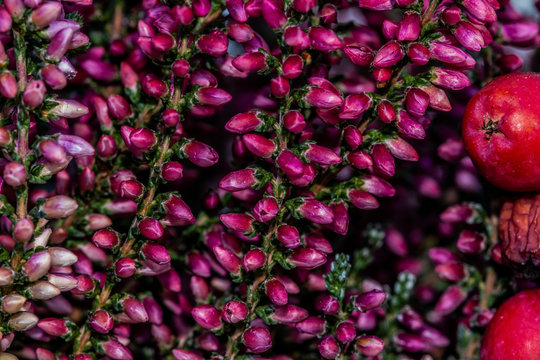 Pink flowerbuds