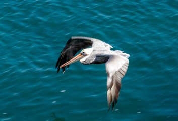 closeup of a pelican flying over blue ocean water displaying speed, motion, and power in Newport Beach California