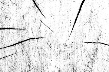 Illustration of cross section of oak tree, sample in black and white colors. Annual rings on surface, cracks and detailed texture, pattern