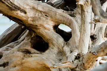 Dried wood structure and pattern