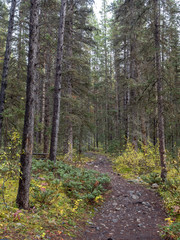 Hiking Trail in Banff National Park