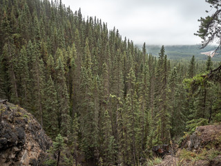 Trees in Banff National Park