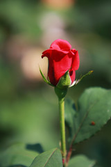 A single red rosebud