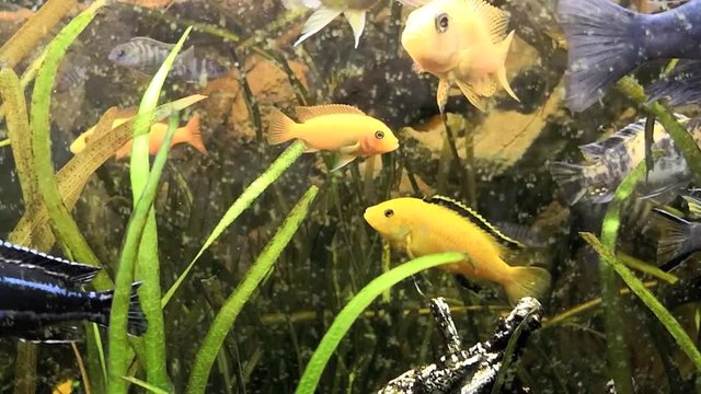 Zierfische schwimmen im Aquarium 