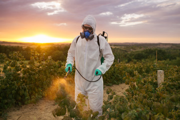 Weed control. Industrial agriculture theme. Man spraying toxic pesticides or insecticides on fruit...