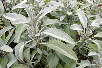 Sage bush growing close up