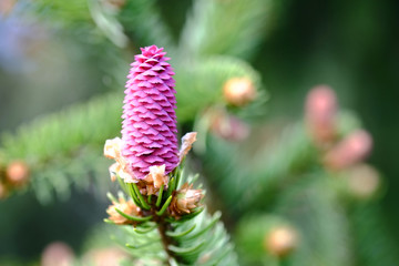 Young red spruce cones on the branches
