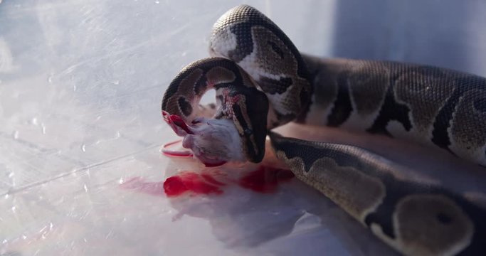 Feeding the snakes