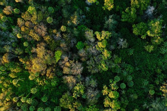 Aerial view of a forest and its sunset illuminated canopy