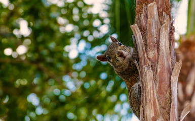 Squirrel on tree