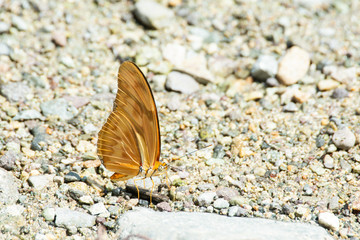 mariposa