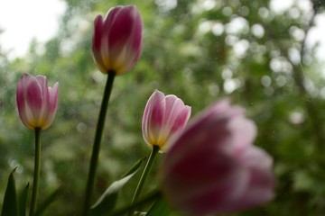 Tulips