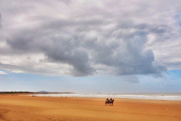 Horses walking on the beach at sunset. Sport and travel concepts