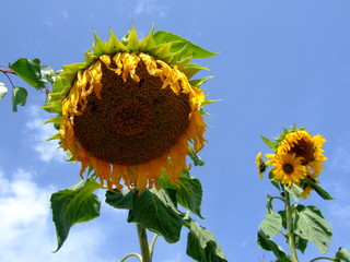 sunflower - Yili - Xinjiang II