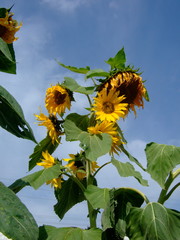 sunflower - Yili - Xinjiang I